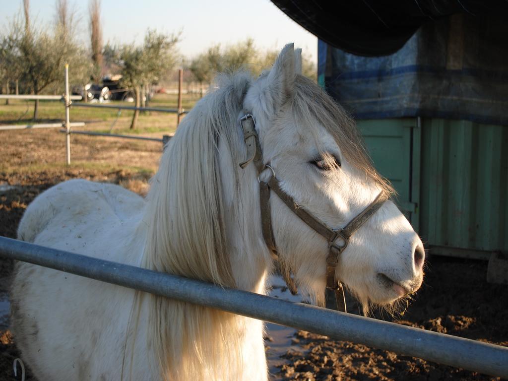 הוילה Gambettola Agriturismo L'Infinito מראה חיצוני תמונה